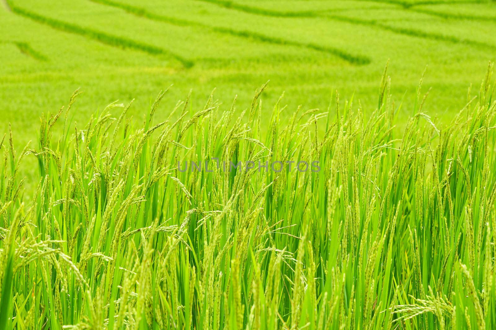 Green rice field in Thailand