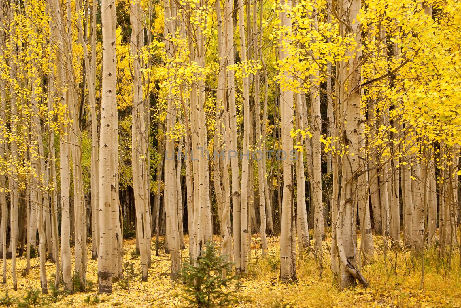 Stand of golden aspens in Ouray Colorado