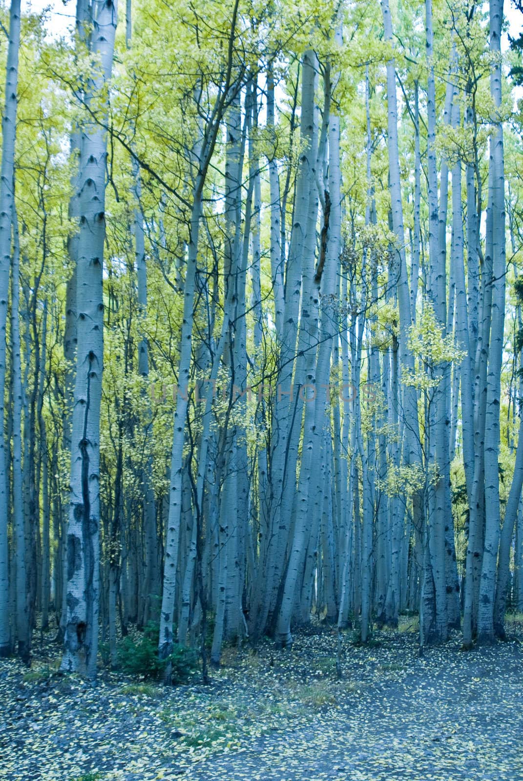 Stand of turning aspen in mountains of Colorado