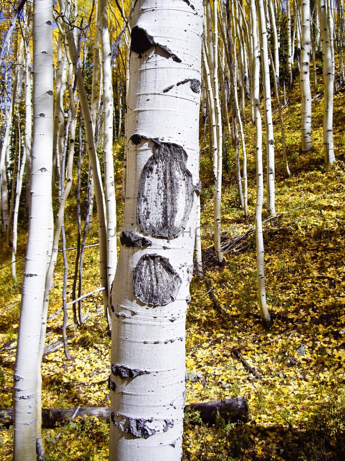 Aspen bark during Fall in Colorado high country