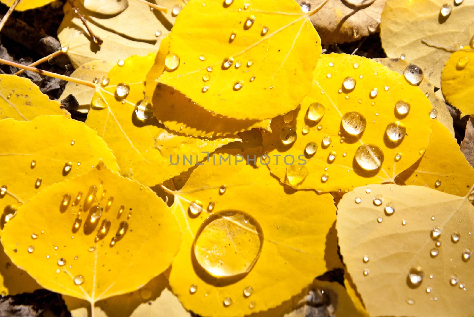 Yellow aspen leaves with water drops by emattil