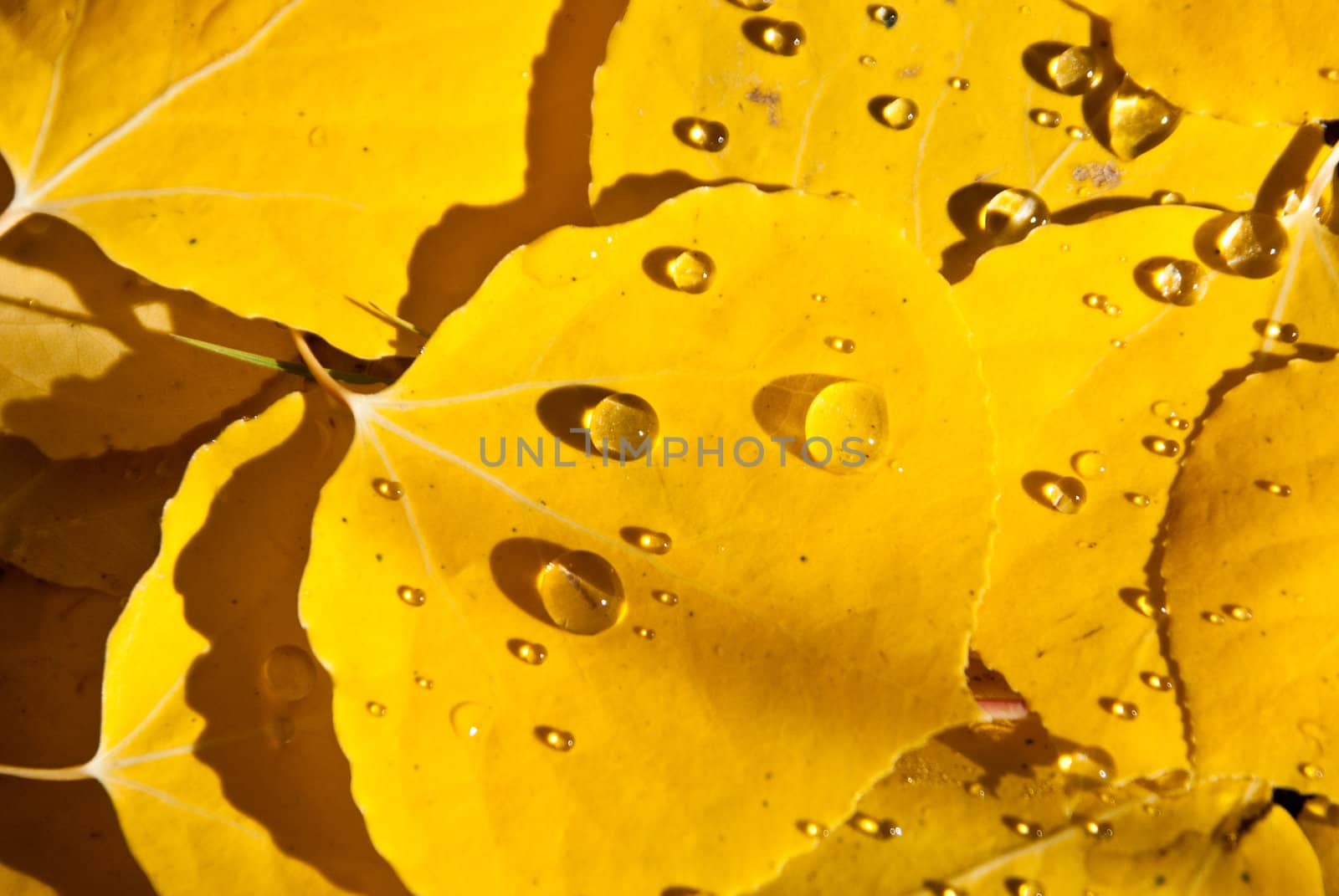 Morning dewdrops on yellow aspen leaves, Colorado
