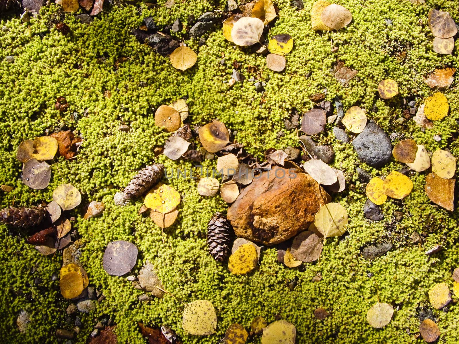 Moss on Forest floor by emattil