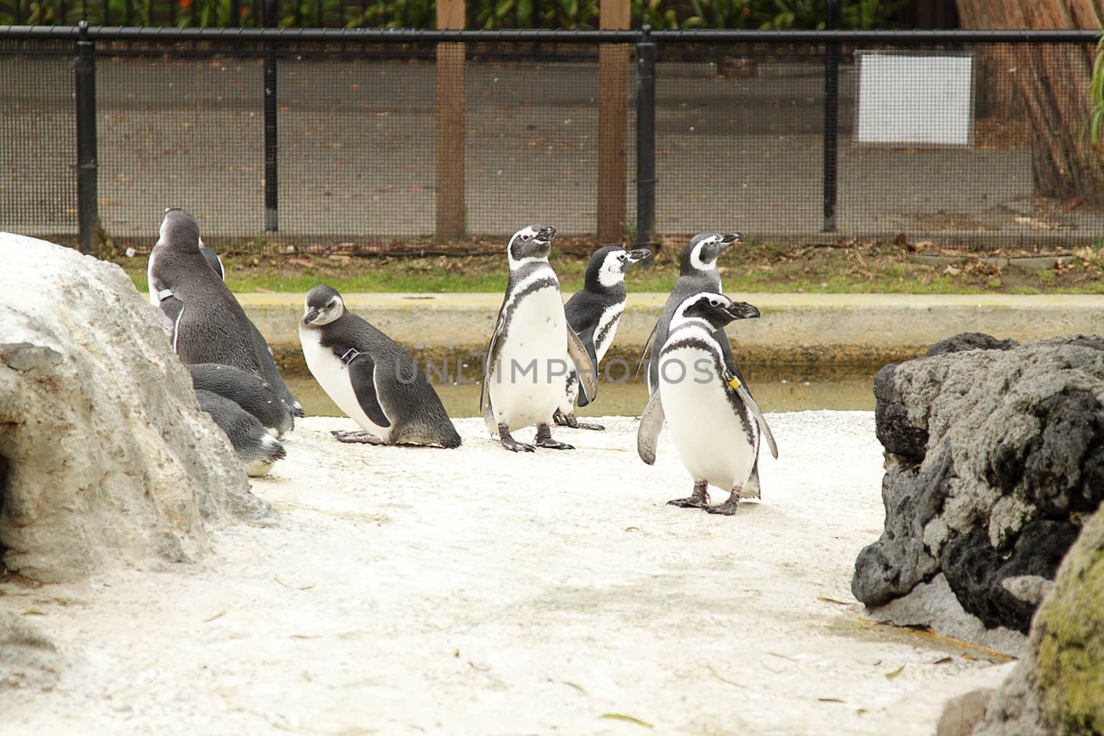 Group of several penguins in the zoo