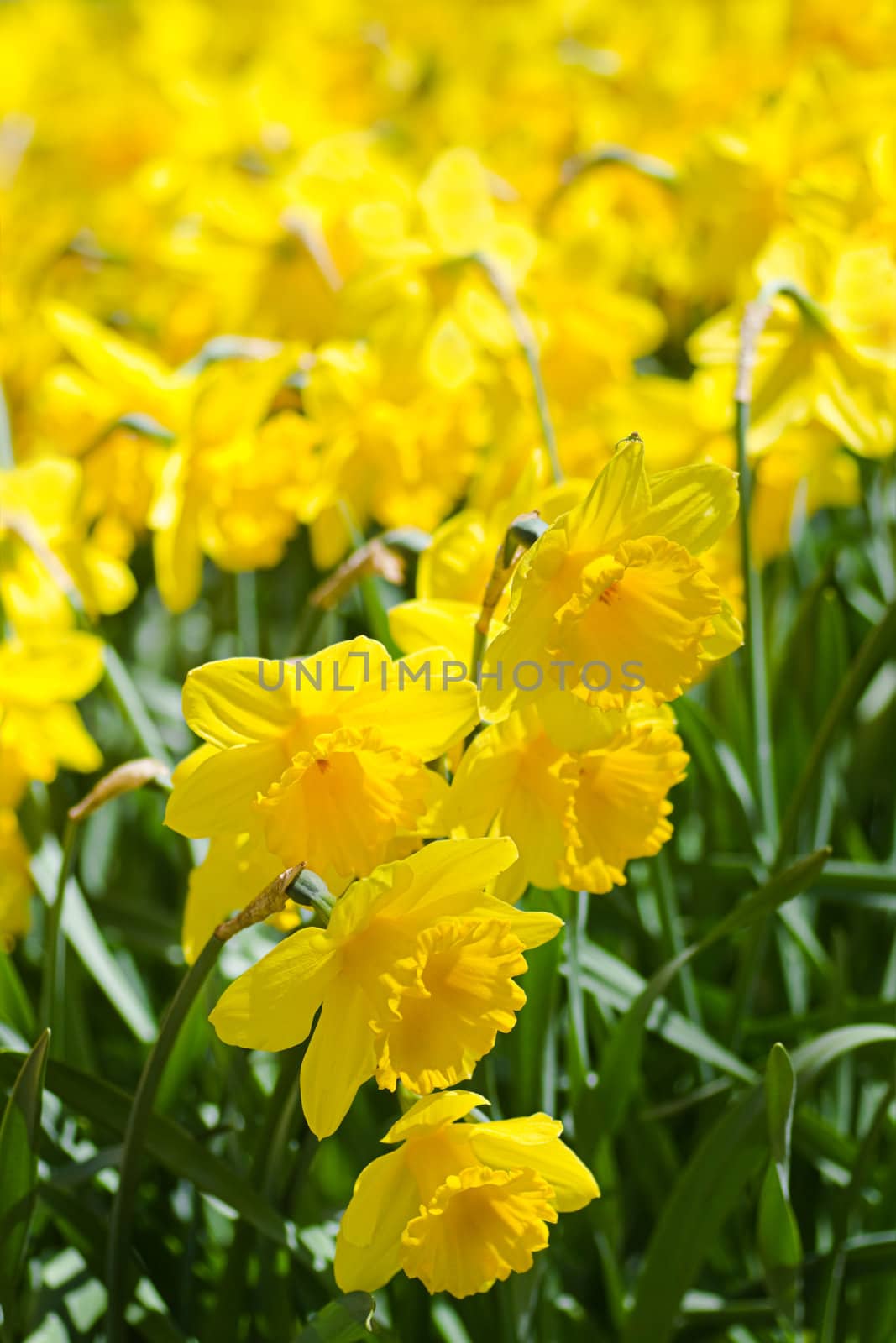 Yellow daffodils in flower field blooming in spring