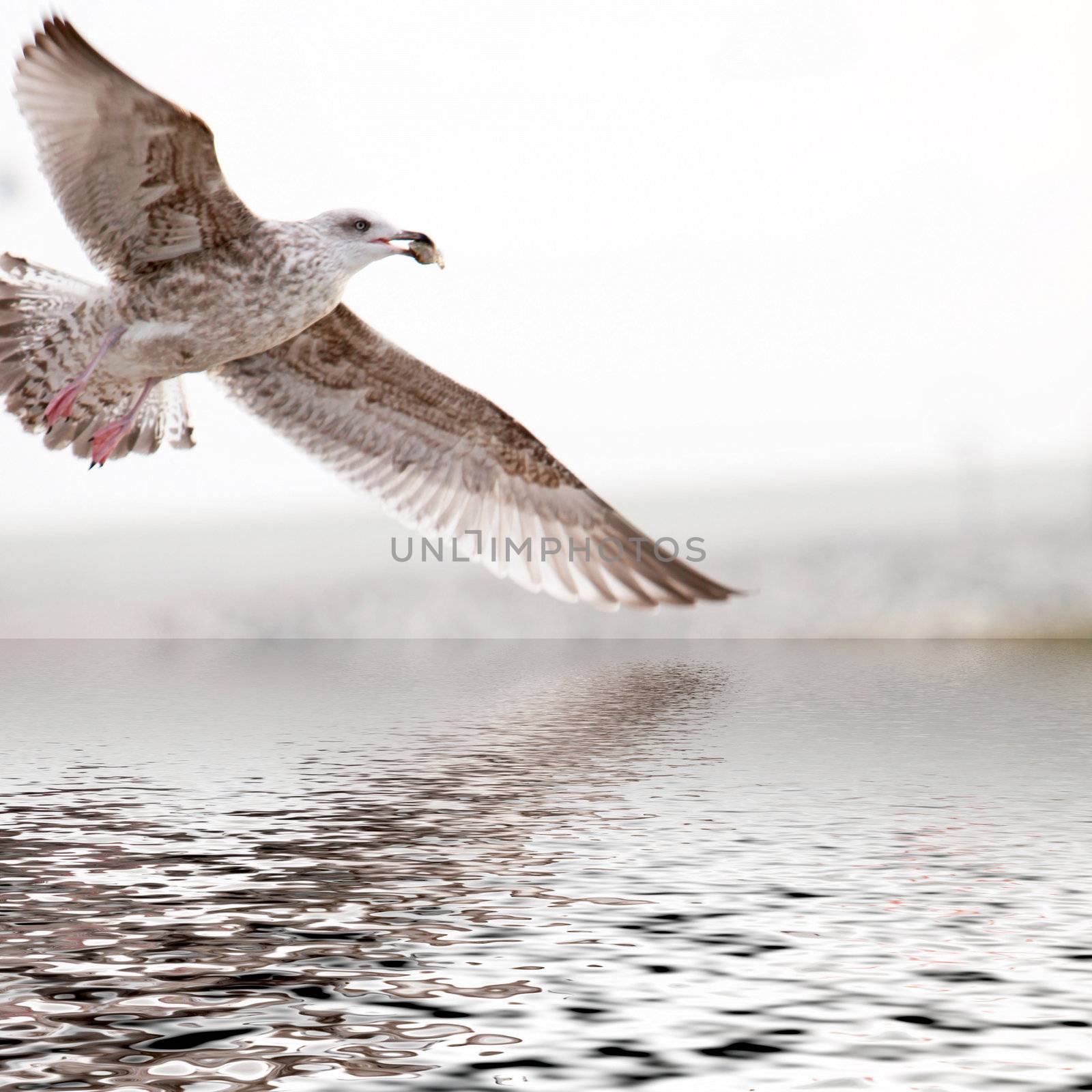 a bird of prey with prey flying over a flat waters and has the prey in its beak
