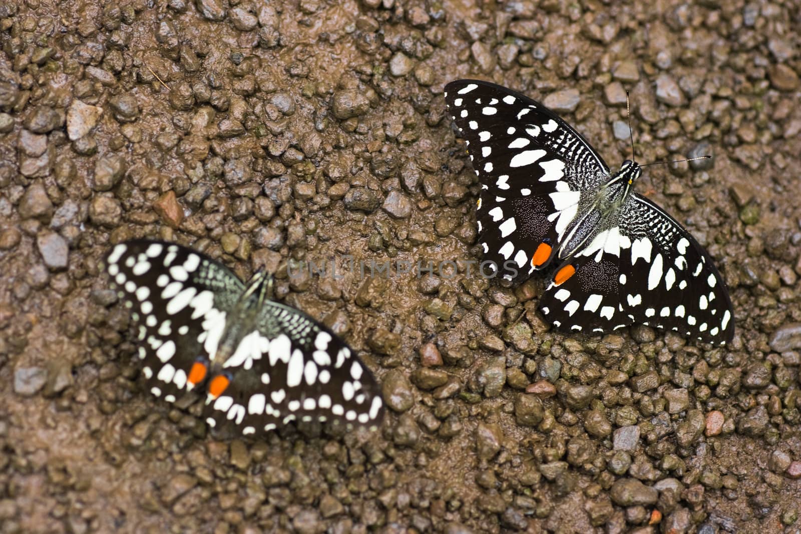 Lime butterfly - Papilio demoleus - drinking water on the ground