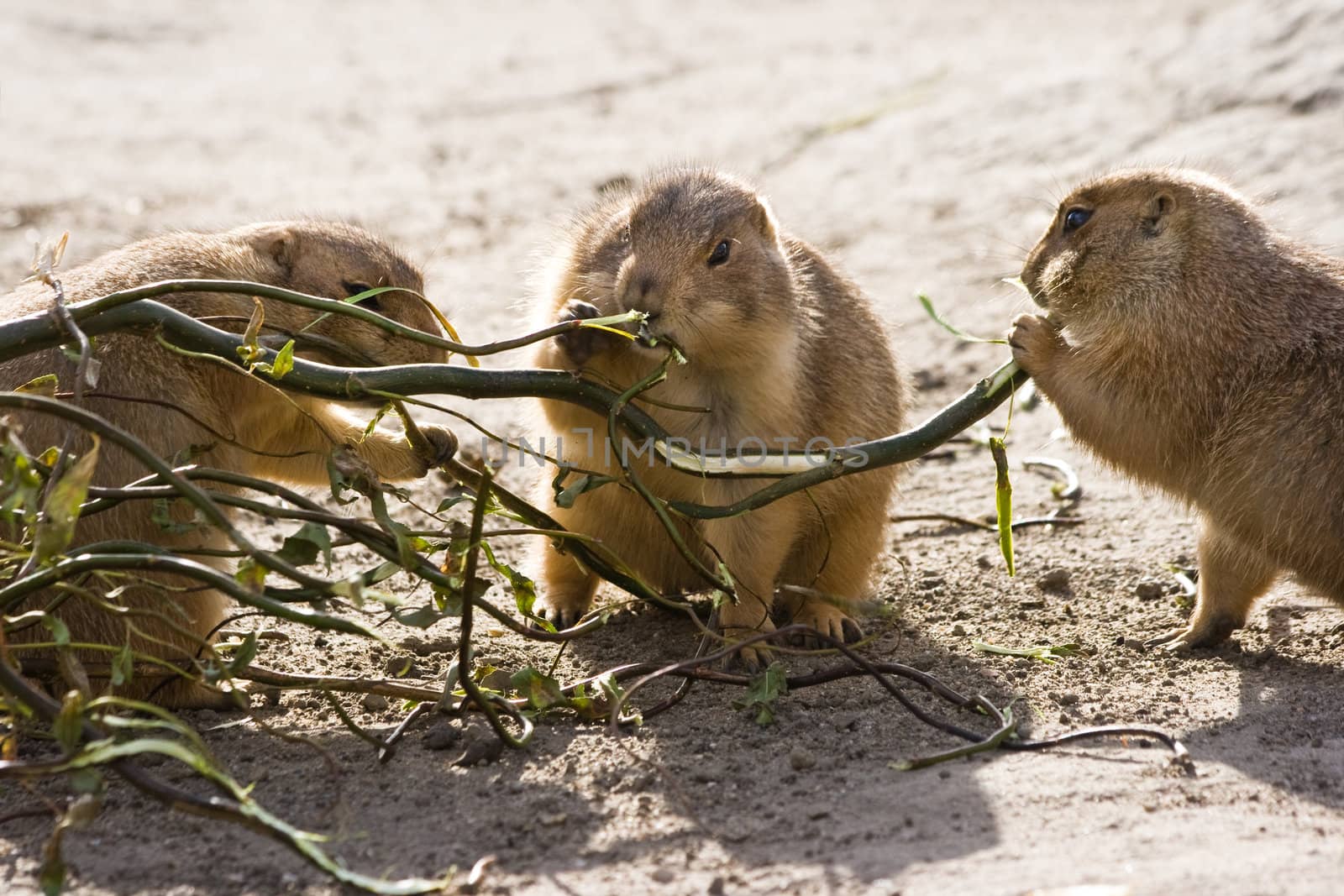 Three prairie dogs eating branch by Colette