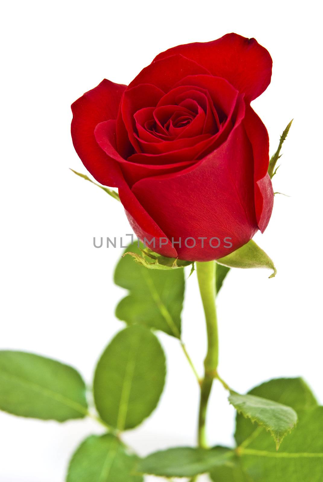 Red rose with green leaves. Isolated on white background. by mozzyb