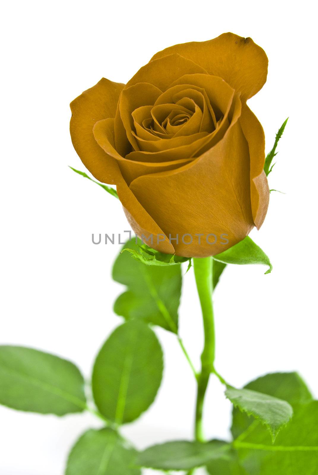 Yellow rose with green leaves. Isolated on white background.