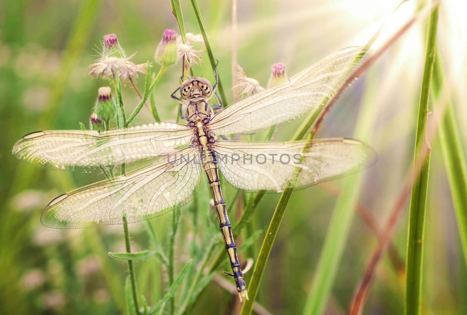 beautiful image of a young newly hatched dragonfly