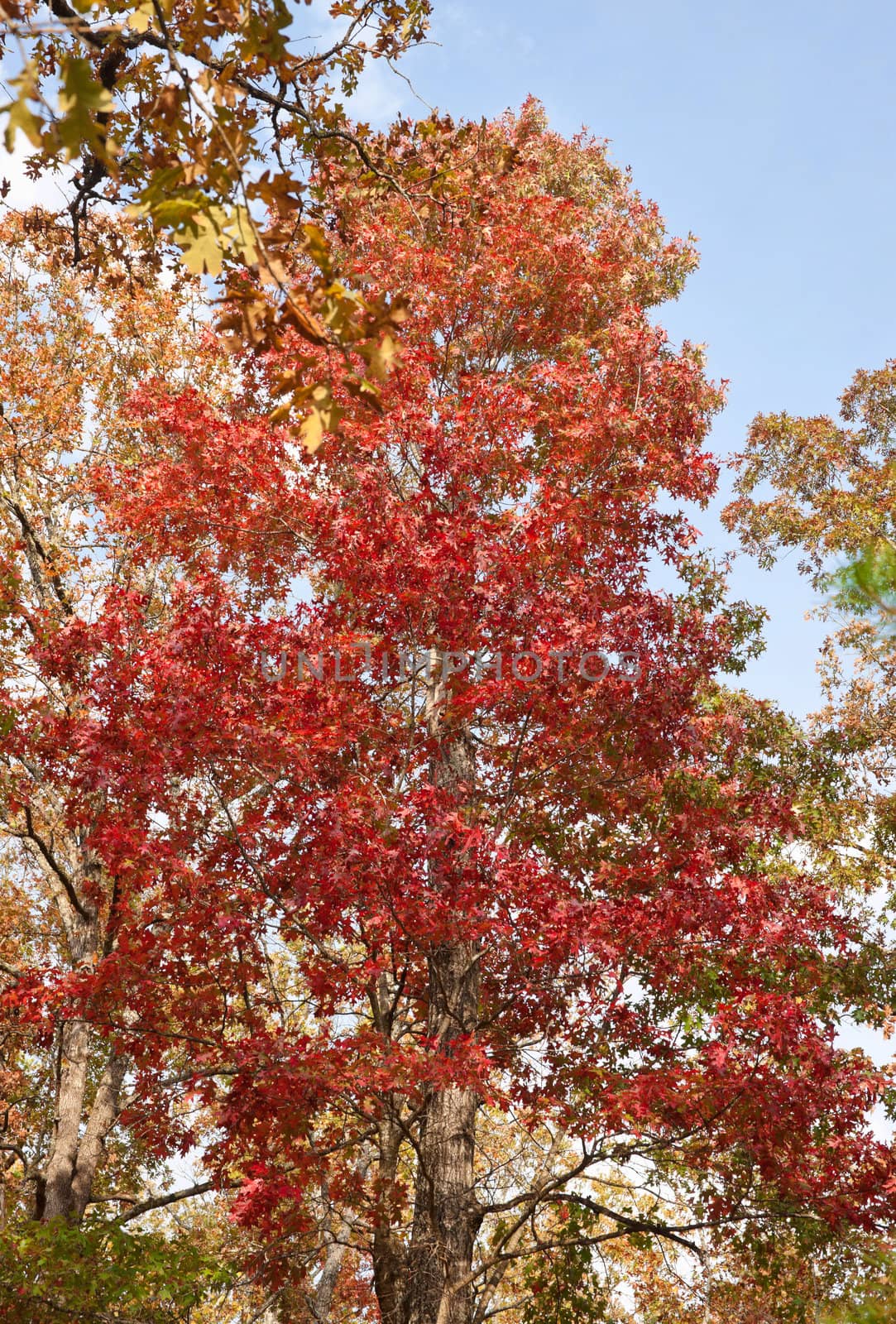 bright red tree in the forest in autumn or fall