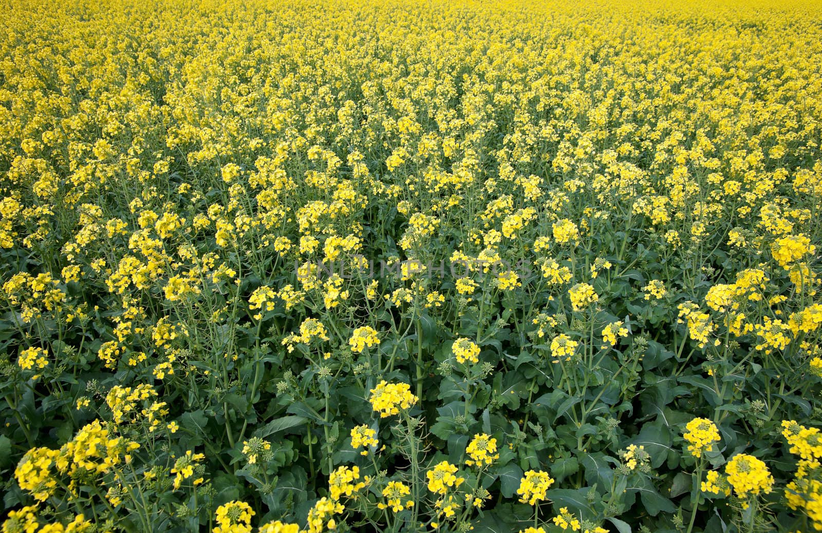 canola or rape seed plants in the farm field