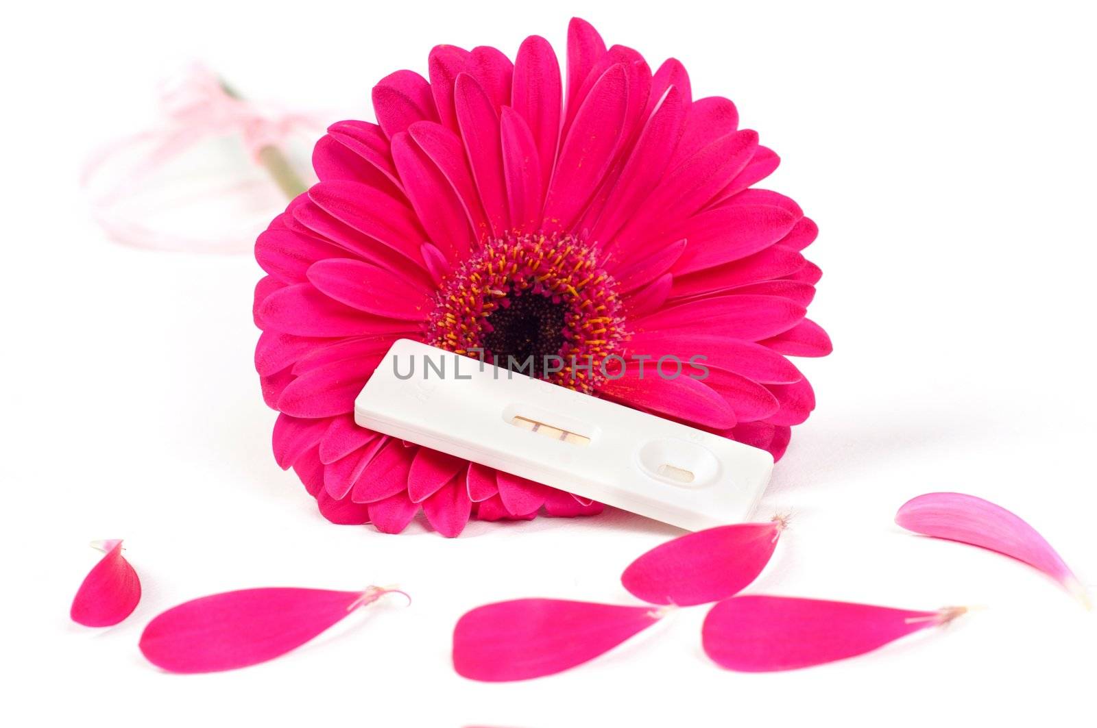 Shot of positive pregnancy test and gerbera