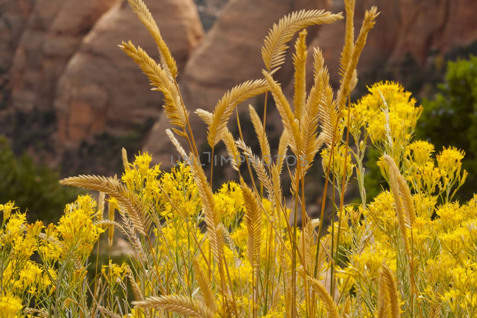 Coke ovens in Colorado National Monument