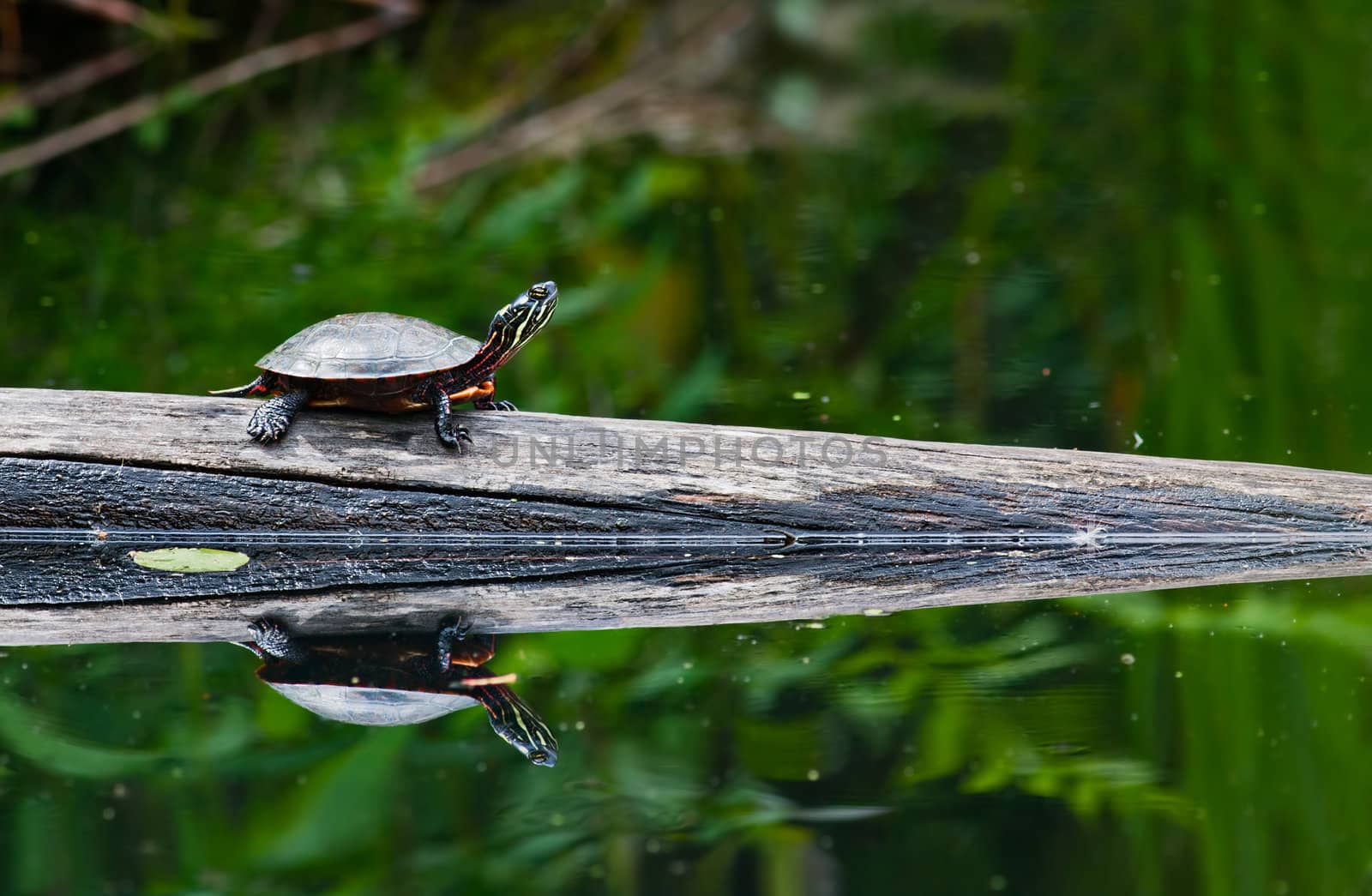 Painted Turtle by sbonk
