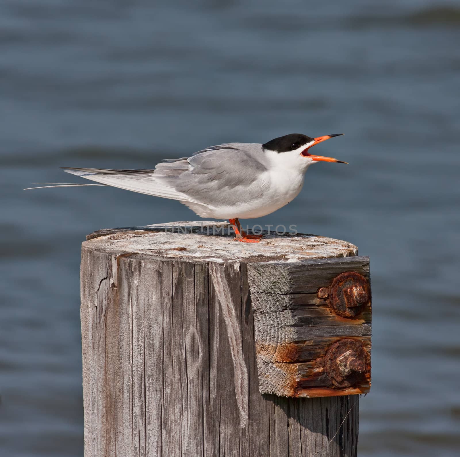 A Forster's Tern bird sitting on a wood perch with an OOF water background.