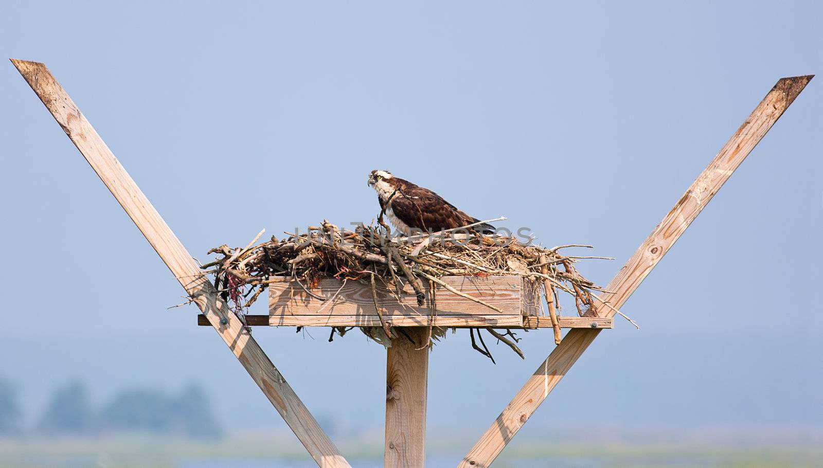 An osprey in a nest on a wooden perch