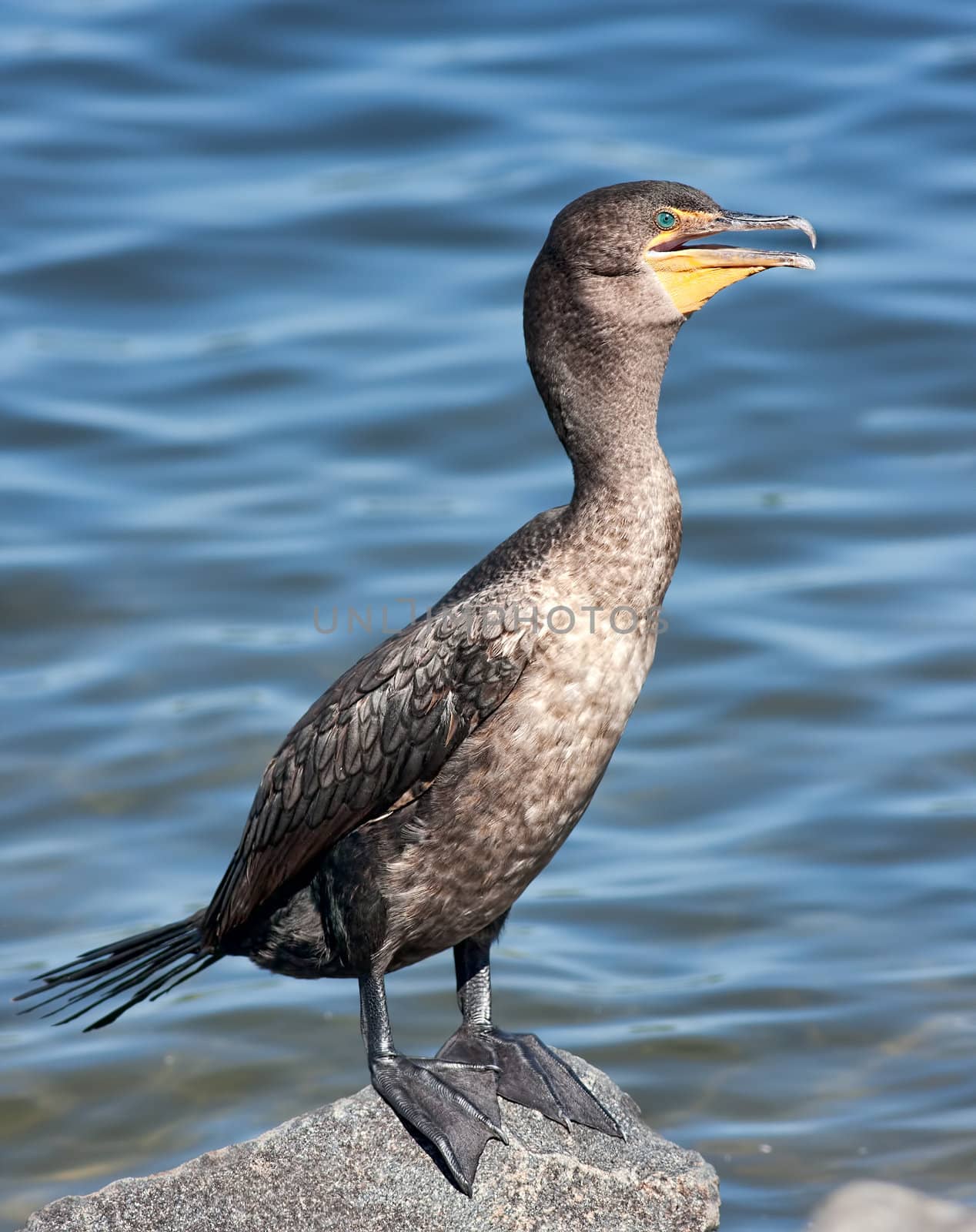 A Double-Crested Cormorant on a rock in a lake