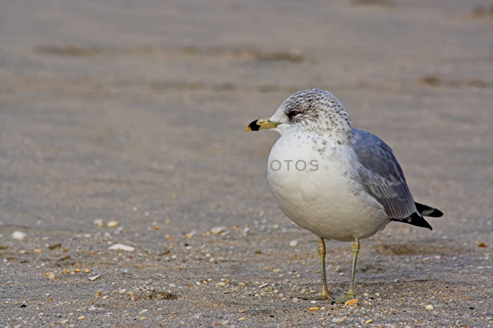 Gull on a Beach by sbonk
