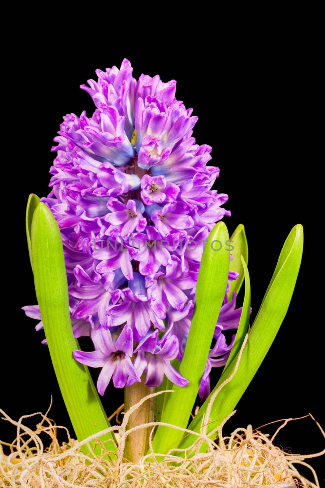 An isolated hyacinth on a black background
