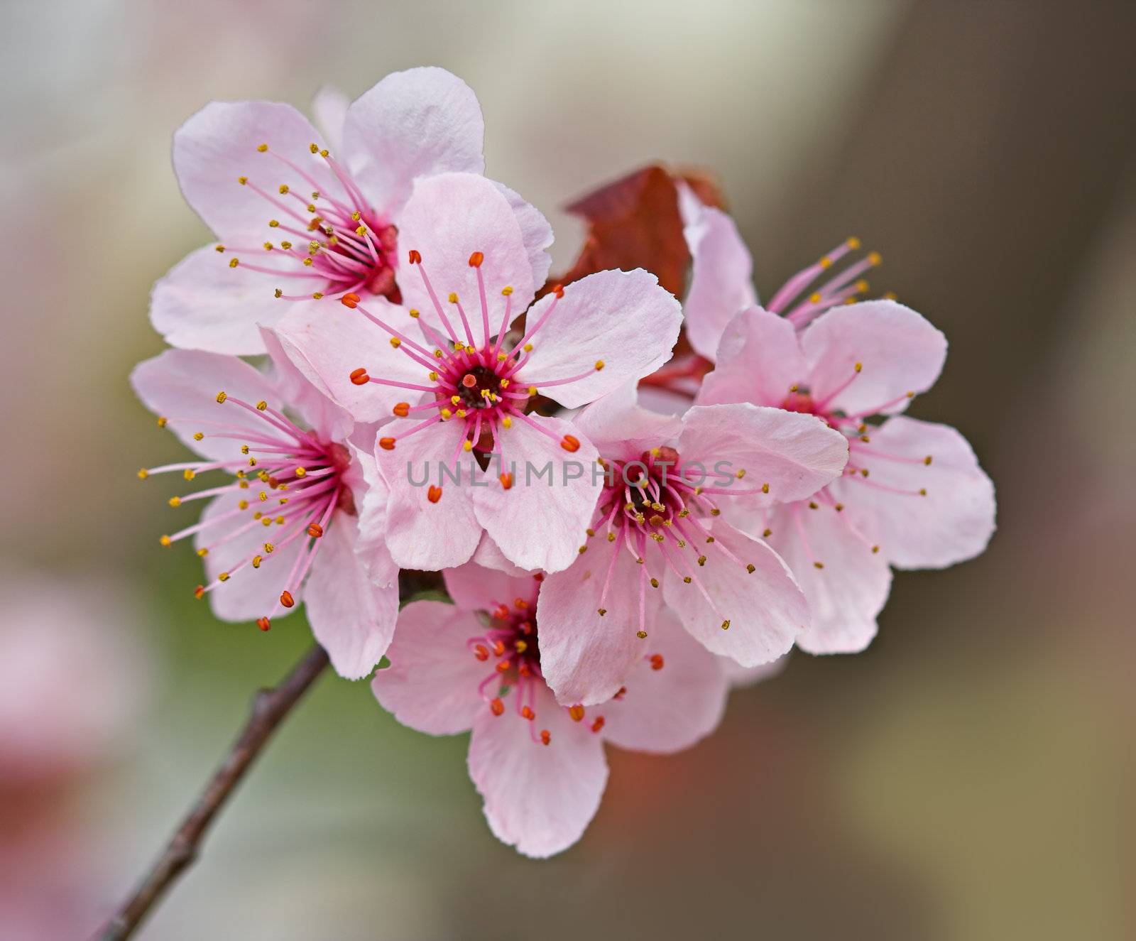 Plum Blossoms by sbonk