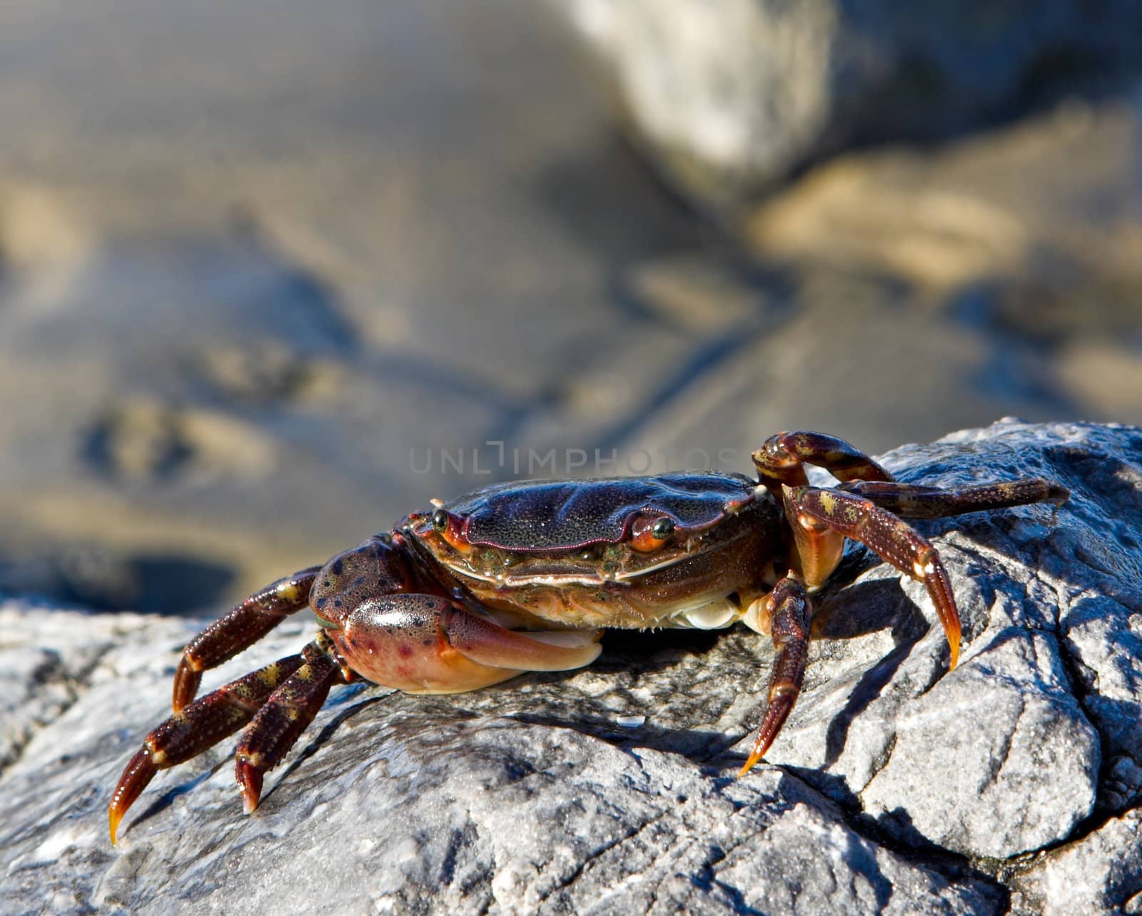 A soft shell crab on a rock at the beach with an out of focus sandy background.