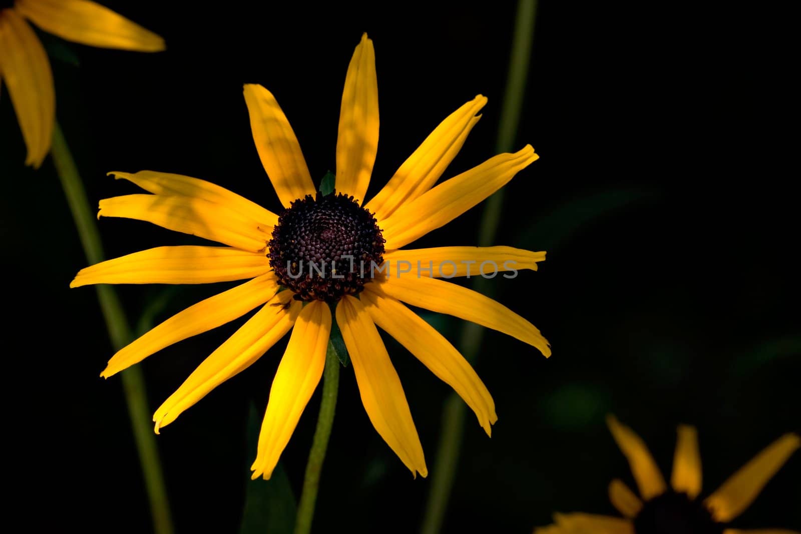 A yellow daisy growing outdoors. The daisy is naturally dramatically lit with a dark background.