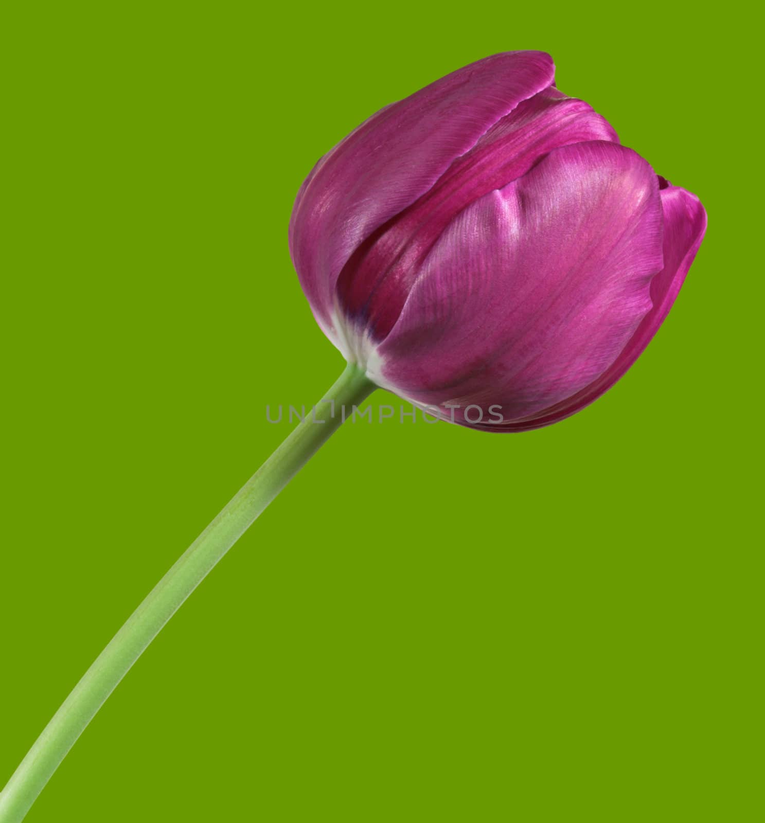 Tulip by sbonk