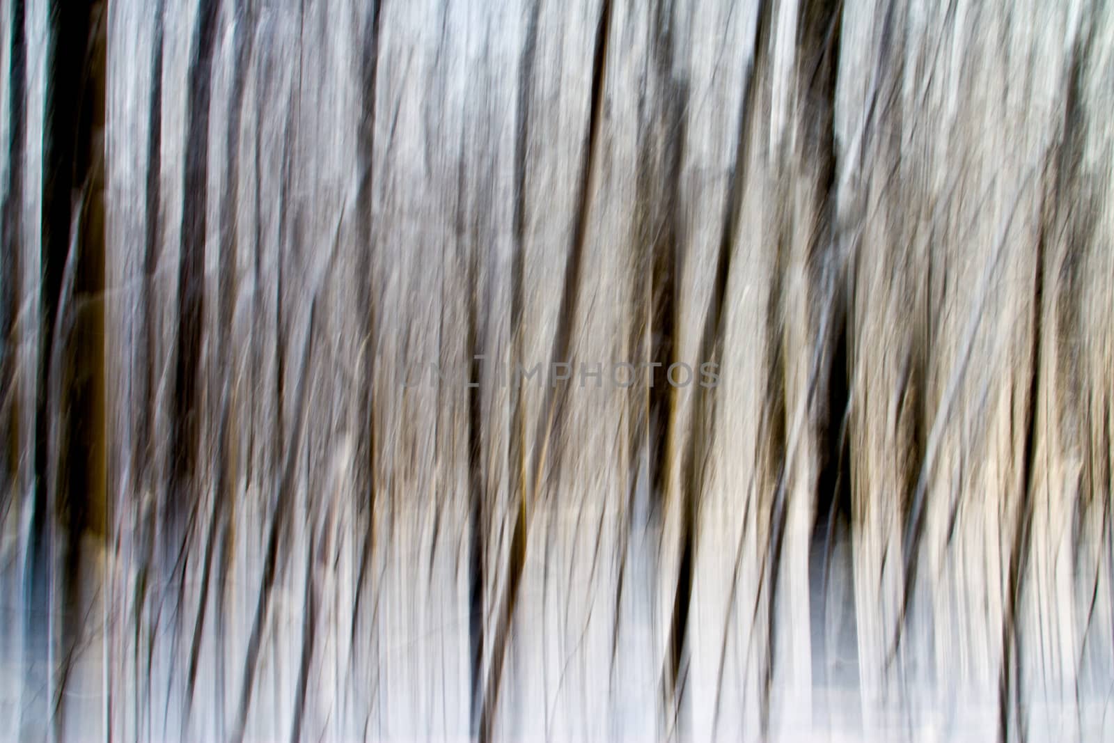 Winter Trees Abstraction by lavsen