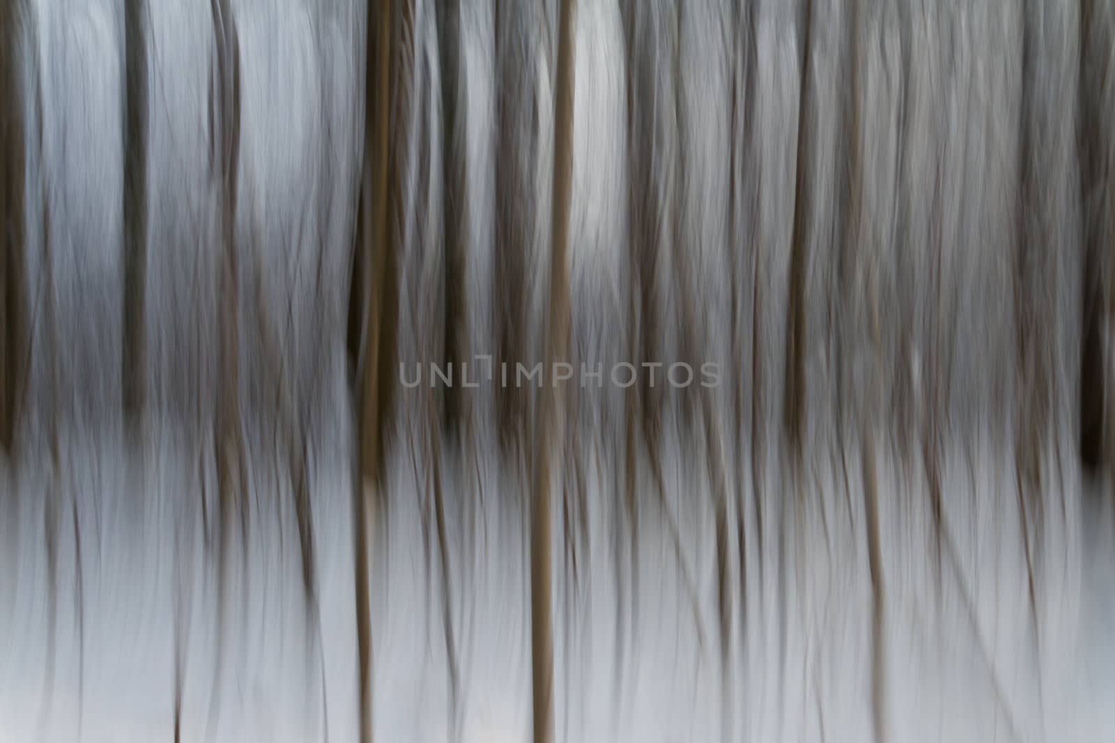Abstraction of blurred trees and snow in a typical Danish forrest.