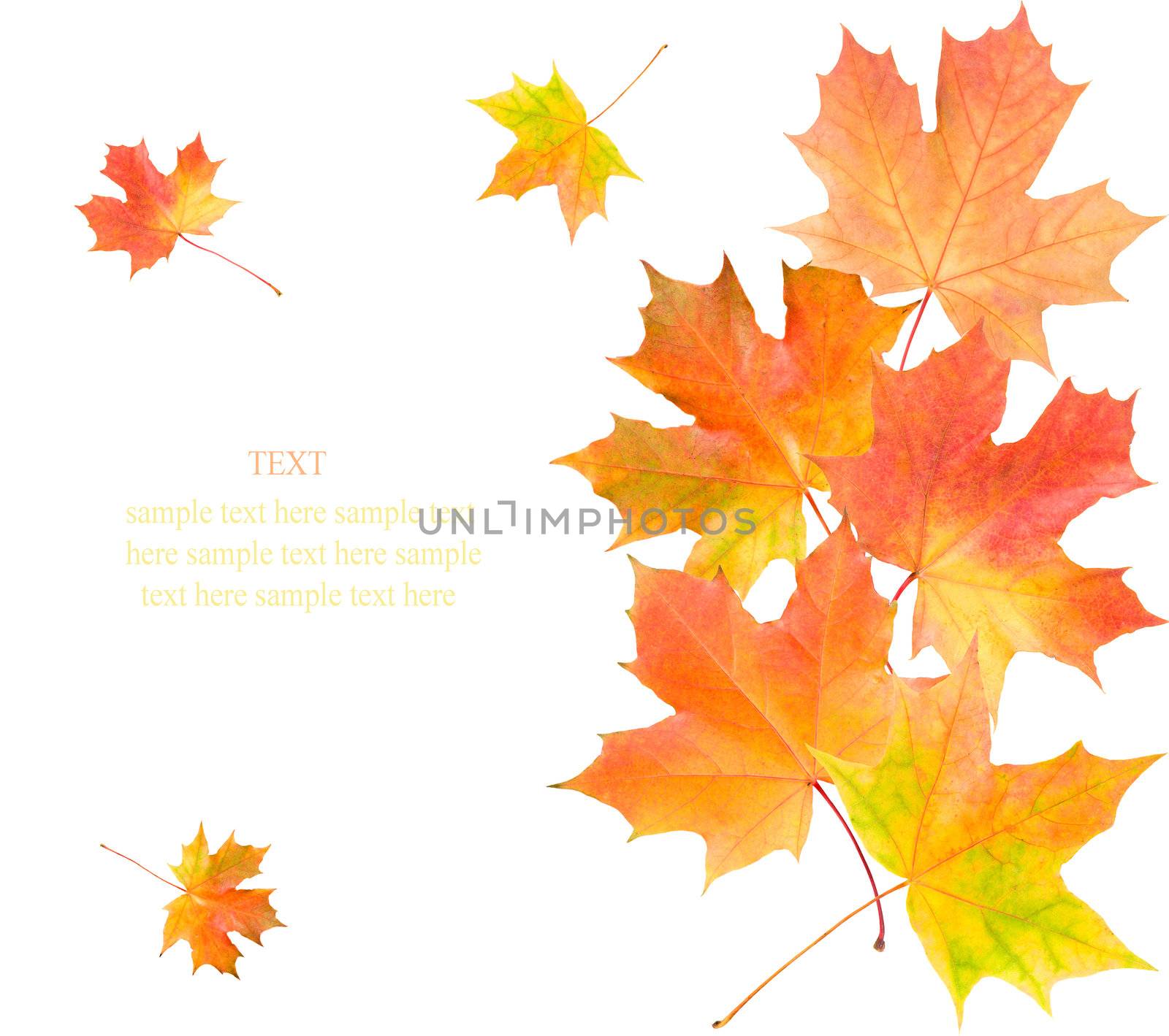 maple leaves background by Alekcey