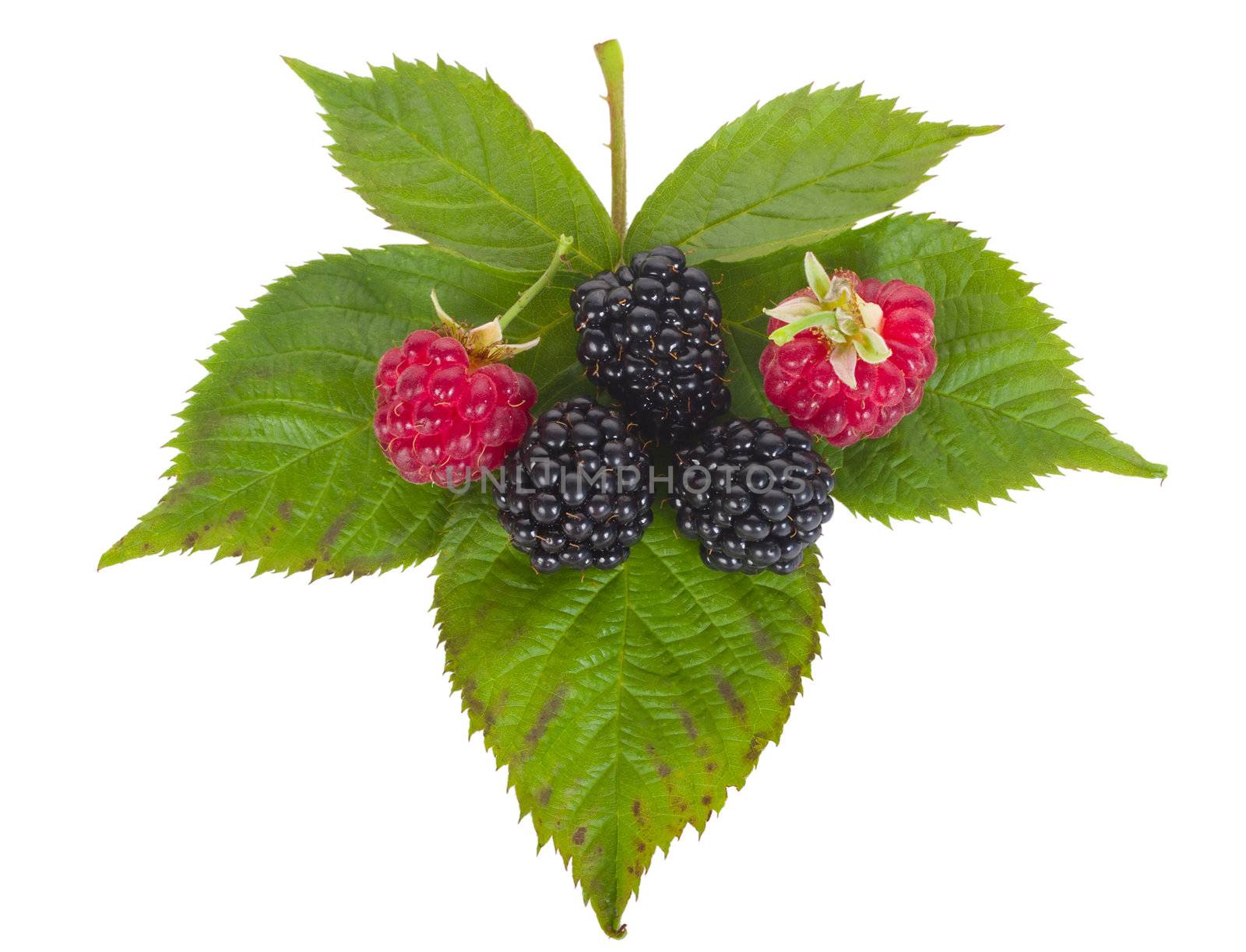 raspberry and blackberry by Alekcey