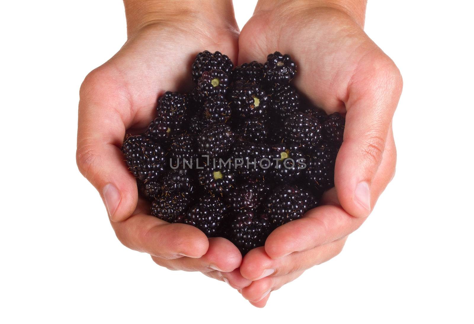 close-up blackberries in hands, isolated on white