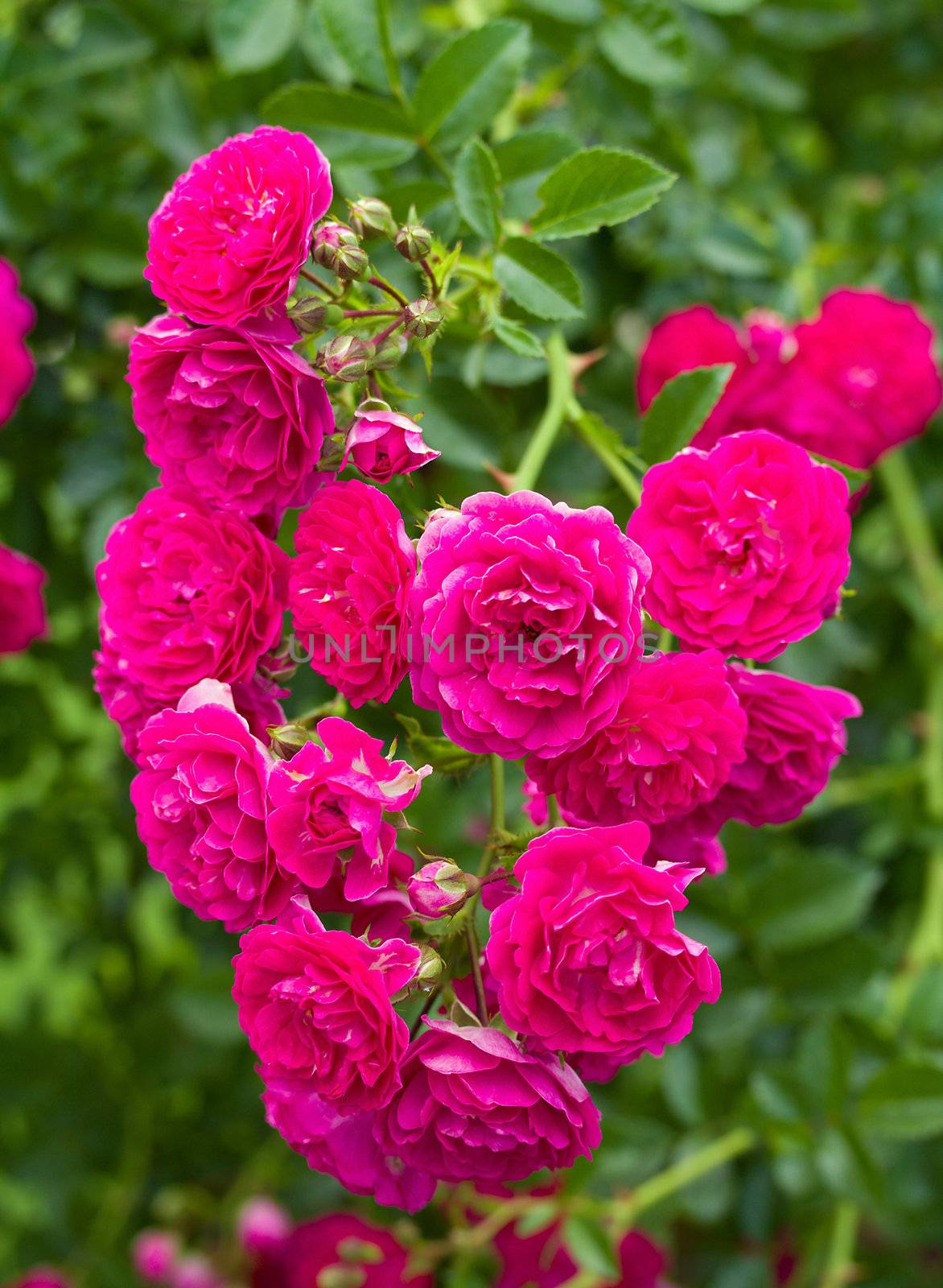 branch of beautiful pink roses as heart against green background