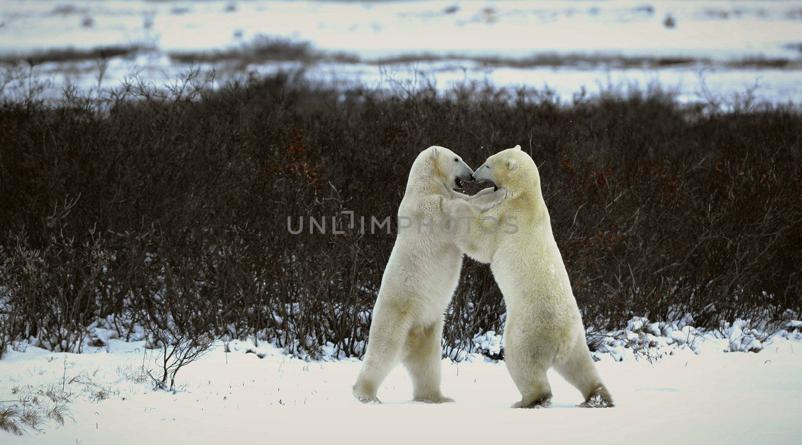 Two bears fight, having got up on hinder legs.