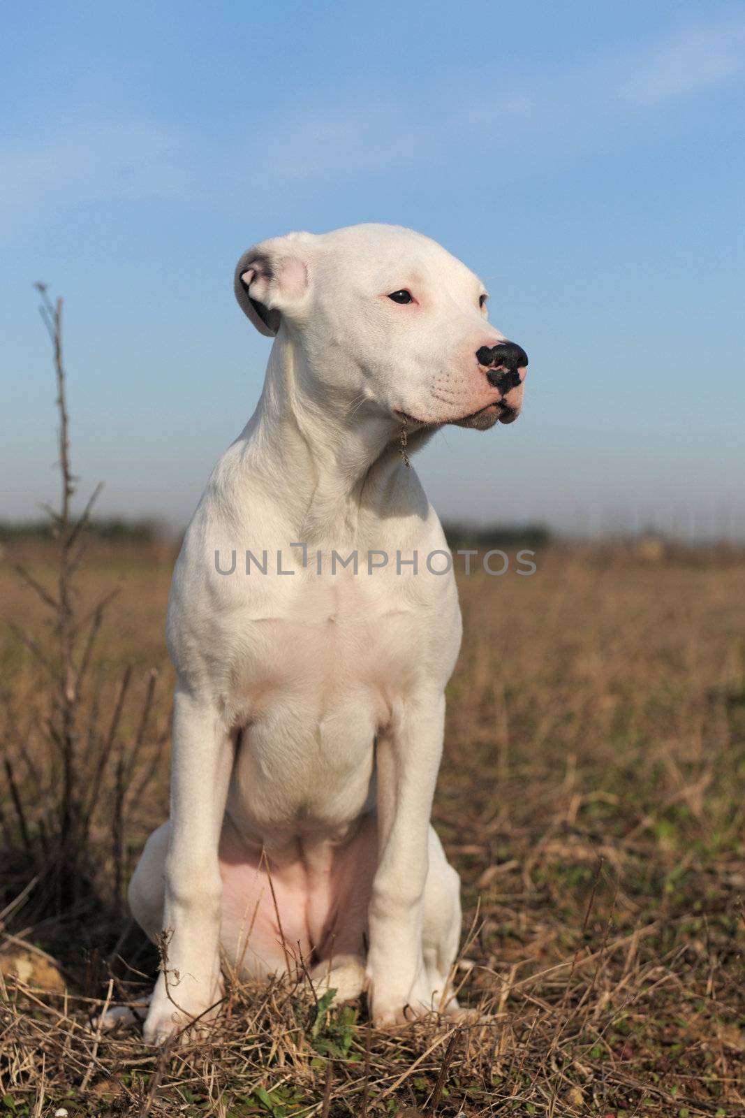 portrait of a purebred puppy argentinian dog sitting in a field