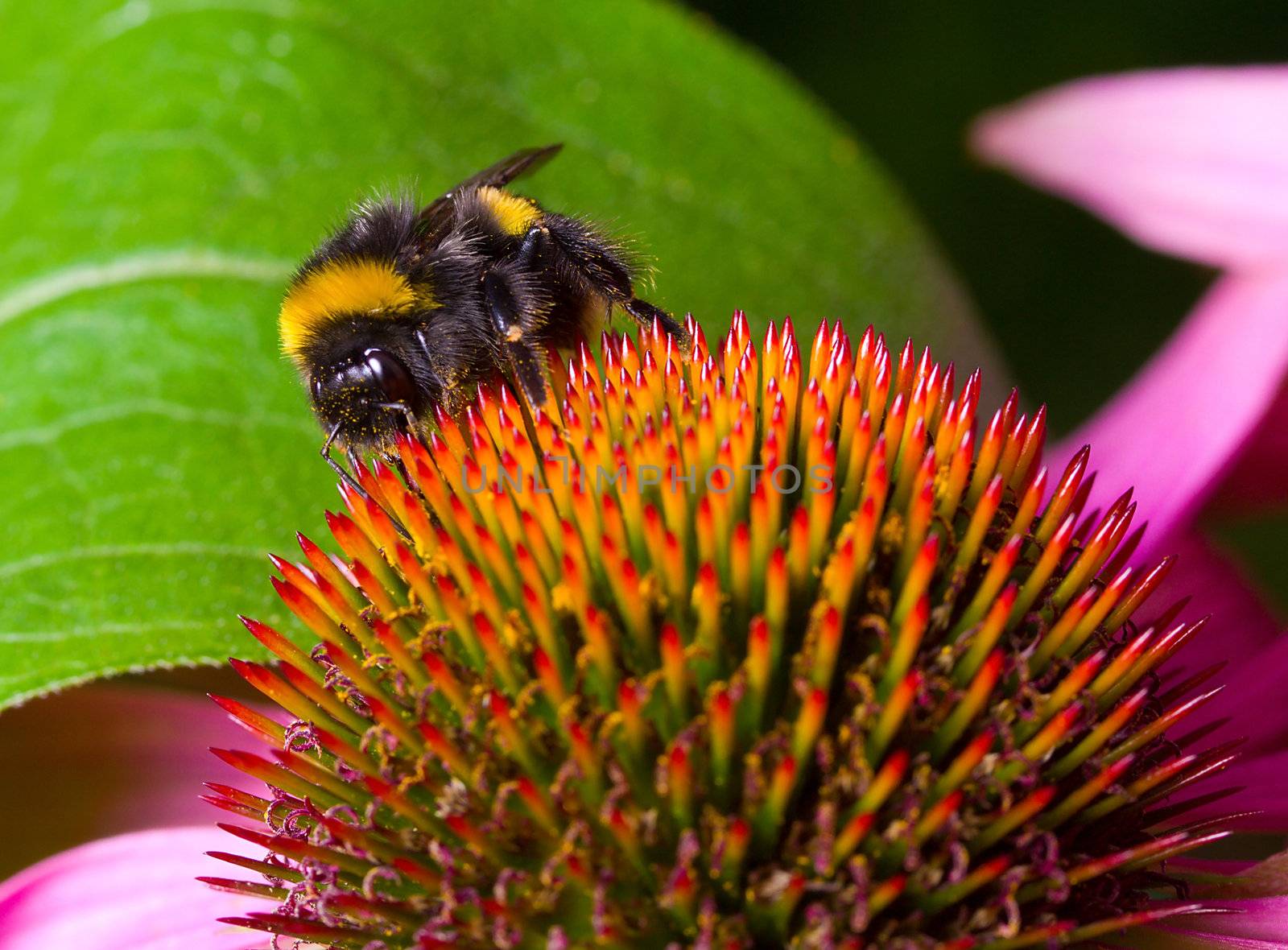 bumblebee pollinating flower by Alekcey