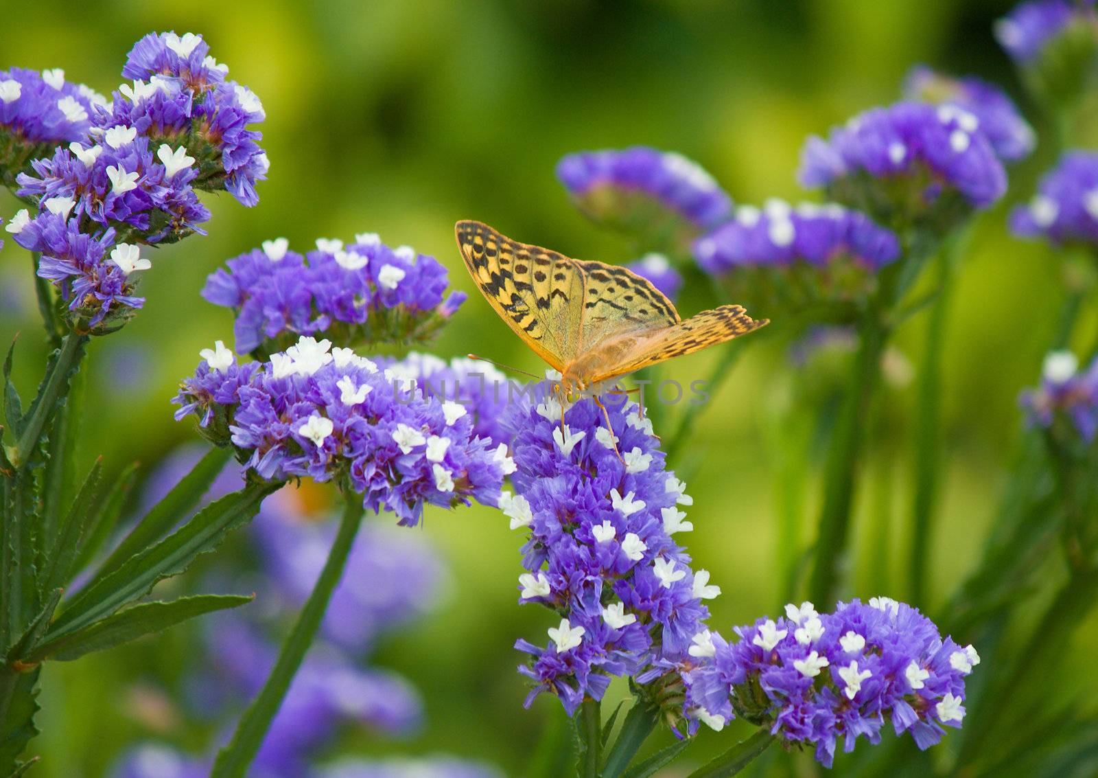 butterfly on flower by Alekcey