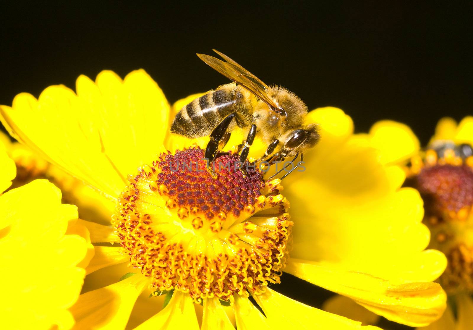 close-up honey bee on yellow flower