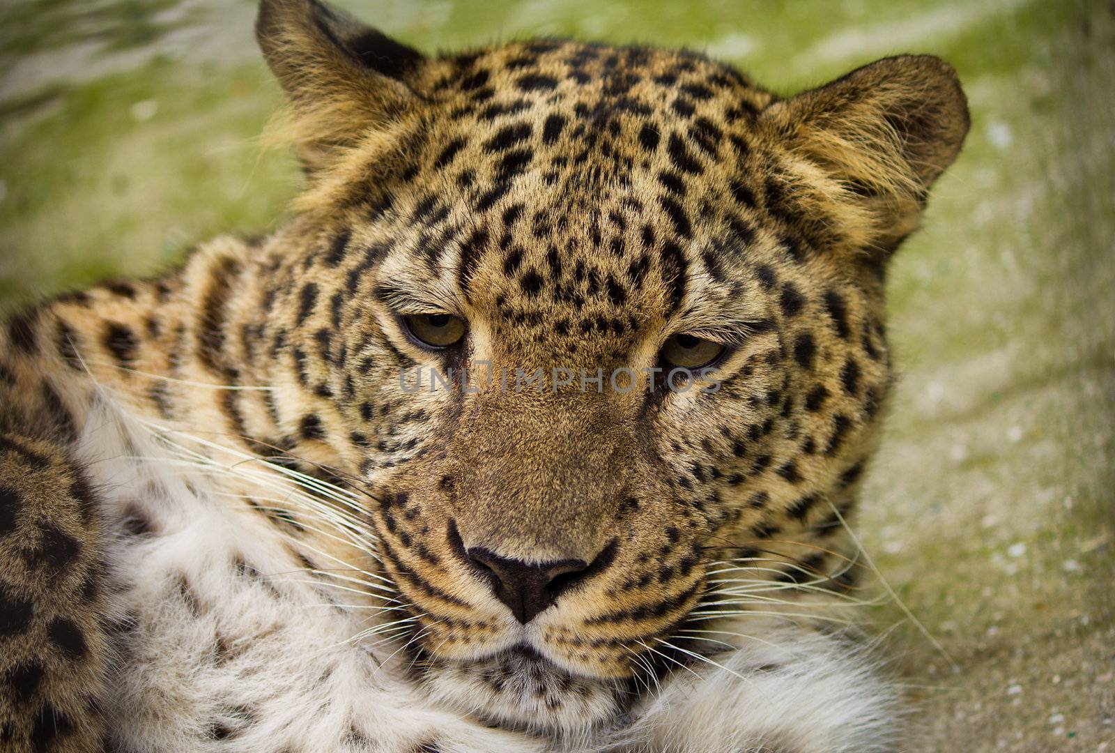 close-up muzzle of resting leopard 