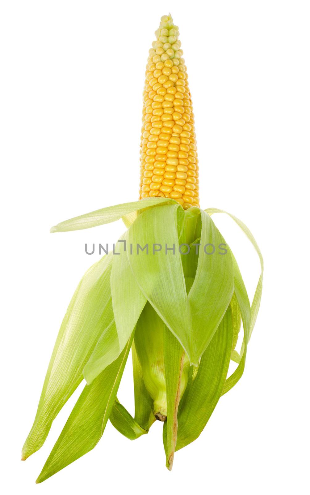 close-up ripe corn by Alekcey