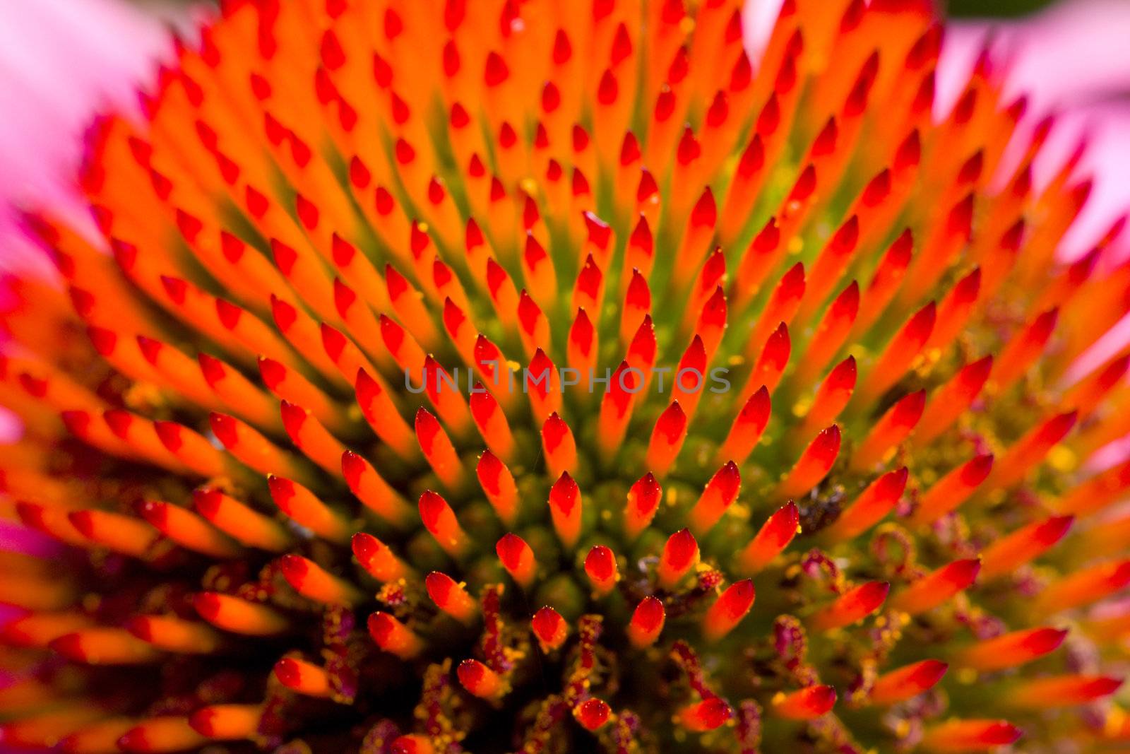 echinacea flower, macro shot by Alekcey