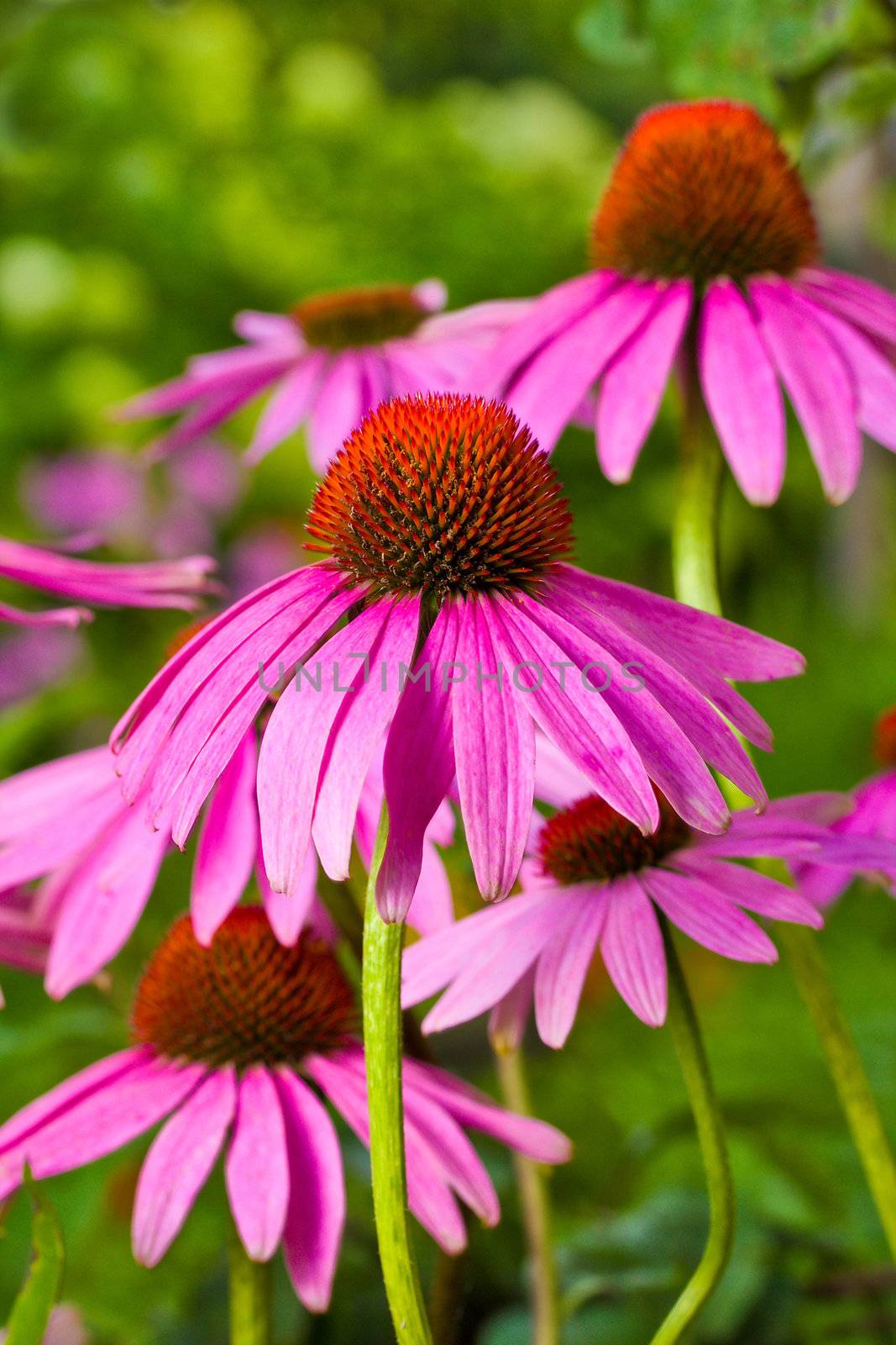 echinacea flowers on green background