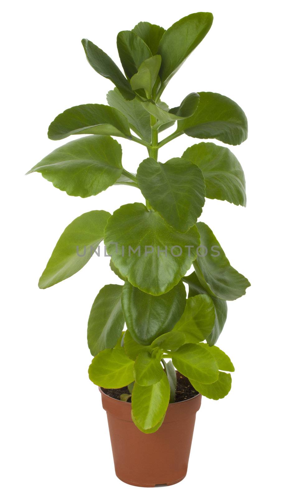 close-up ficus in pot, isolated on white