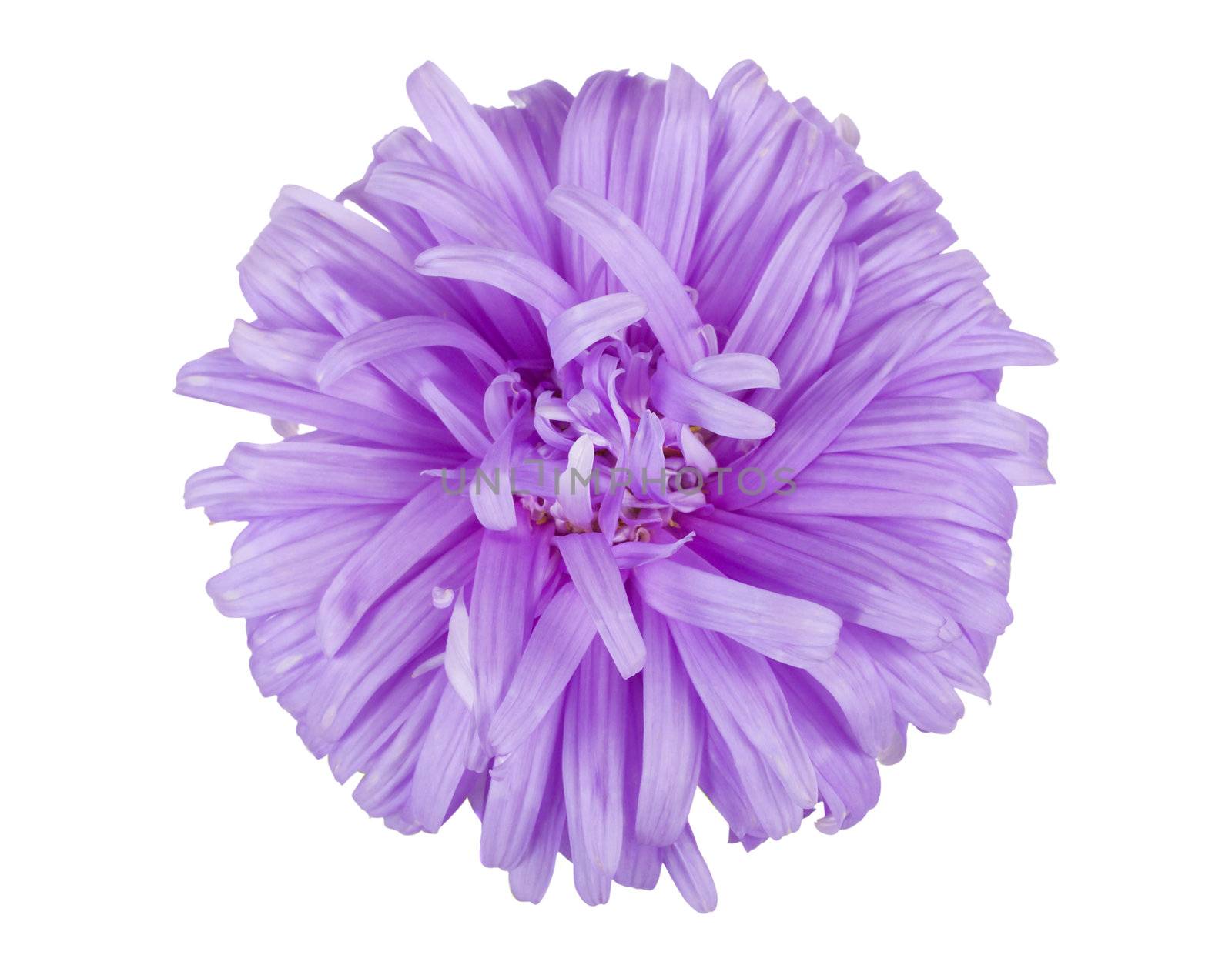 close-up violet aster flower, isolated on white