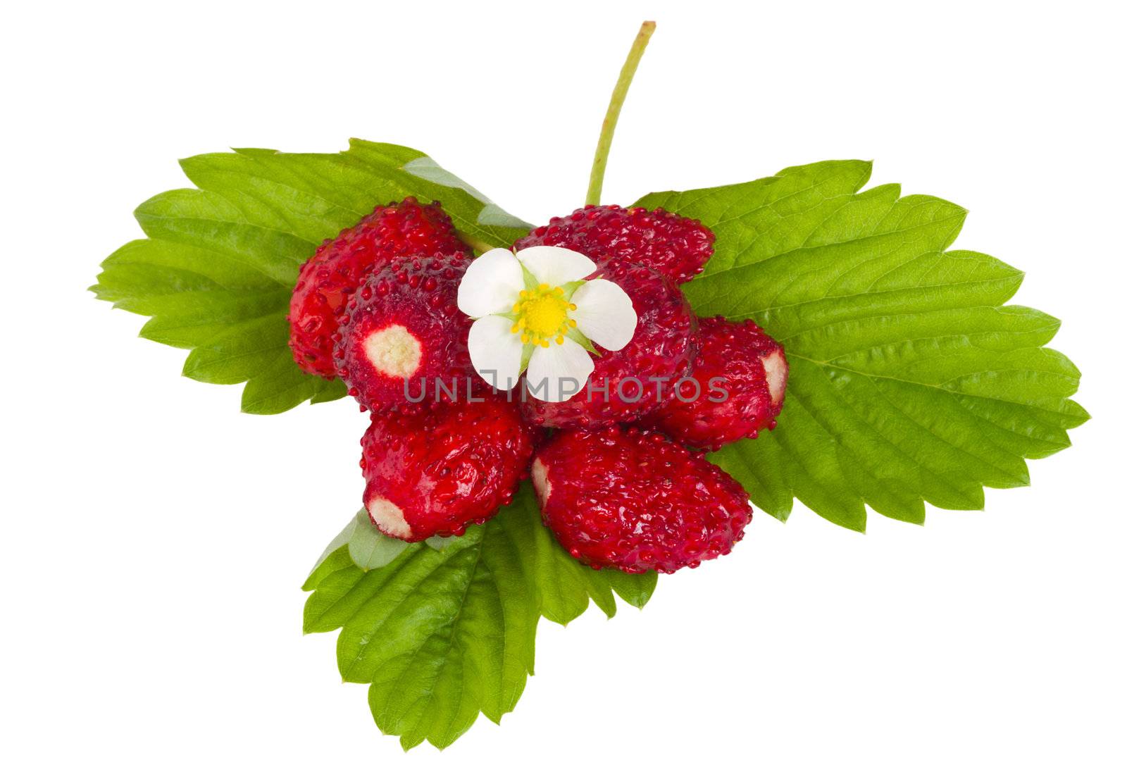 wild strawberries with flower and leaves by Alekcey