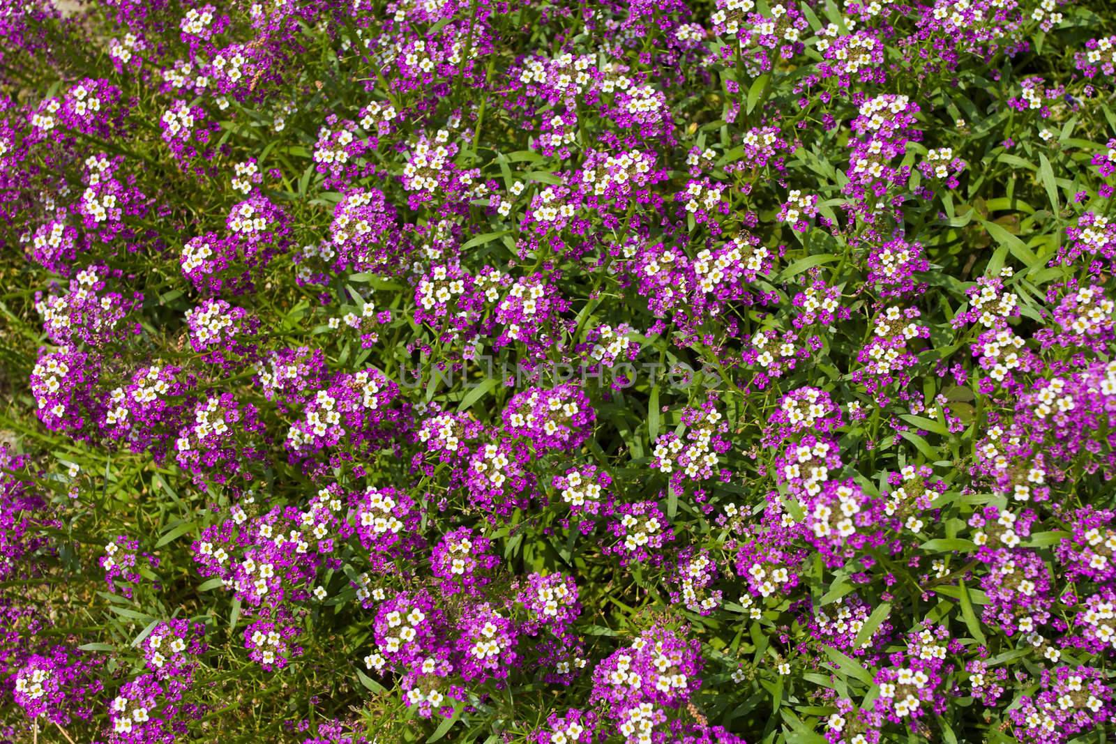 violet lobularia flowers background