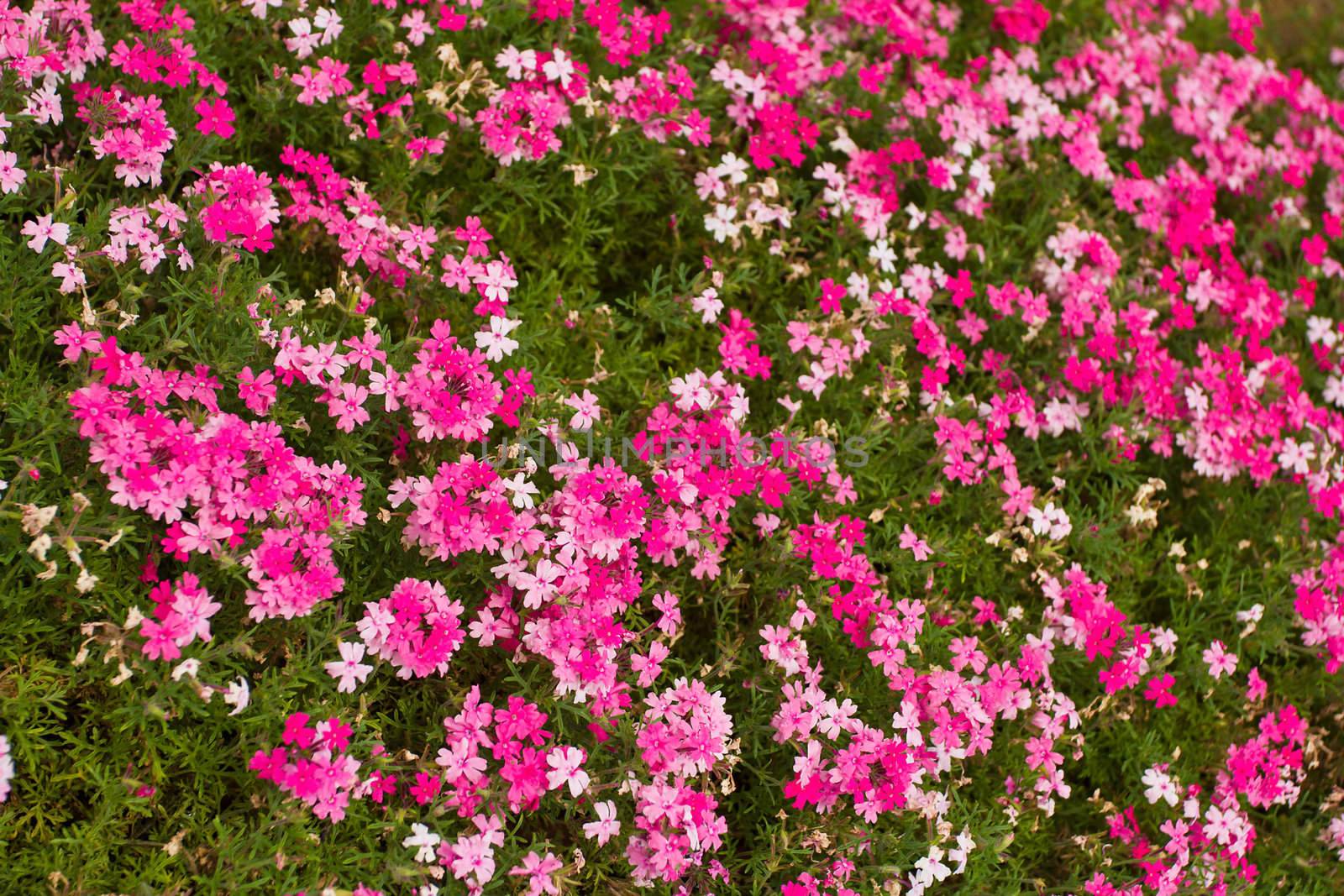 moss pink flowers background by Alekcey