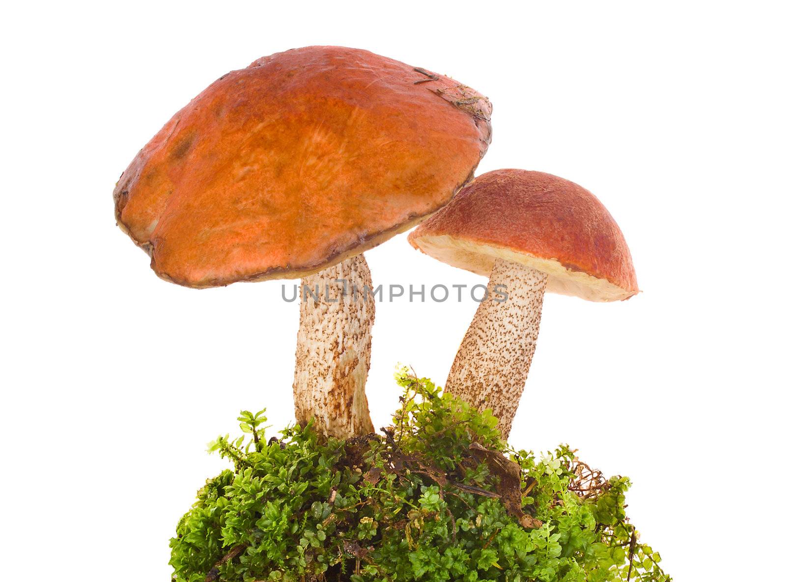 orange-cap boletus in moss by Alekcey